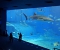 Churaumi Aquarium with Fixers Japan